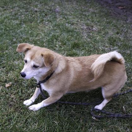 Ginny, a Adoptable mixed breed in Madison, WI image 2/3