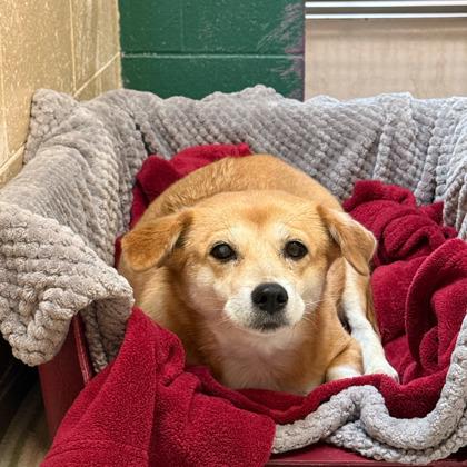 Ginny, a Adoptable mixed breed in Madison, WI image 3/3