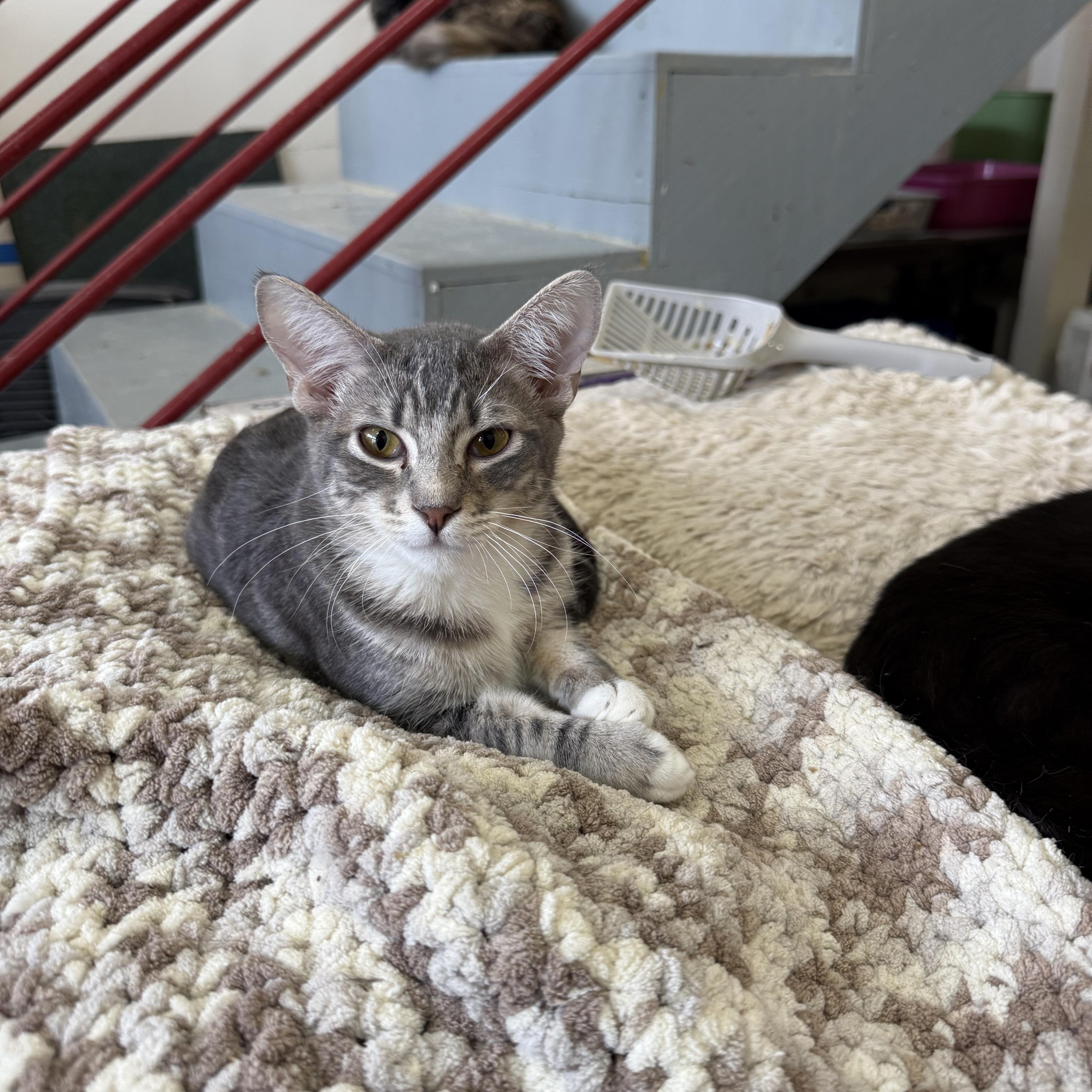 Enlarge Miko, a Adoptable Domestic Short Hair in Crockett, CA image 1/1