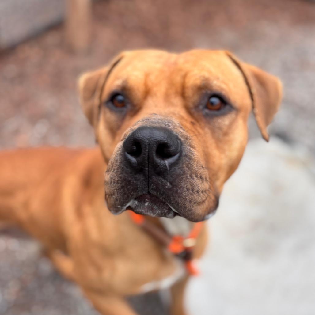 Pumpkin roll, Adoptable, Adult Male Mixed Breed & Pit Bull Terrier.