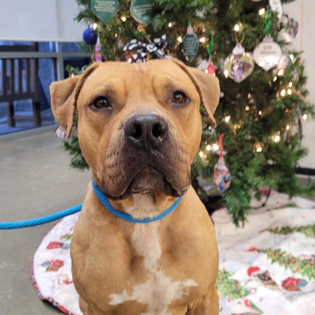 Enlarge Pumpkin roll, a Adoptable mixed breed in York, PA image 2/6