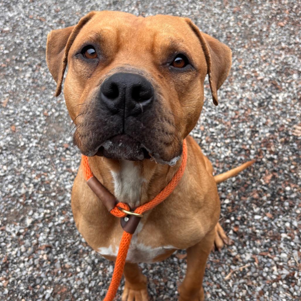 Enlarge Pumpkin roll, a Adoptable mixed breed in York, PA image 3/6