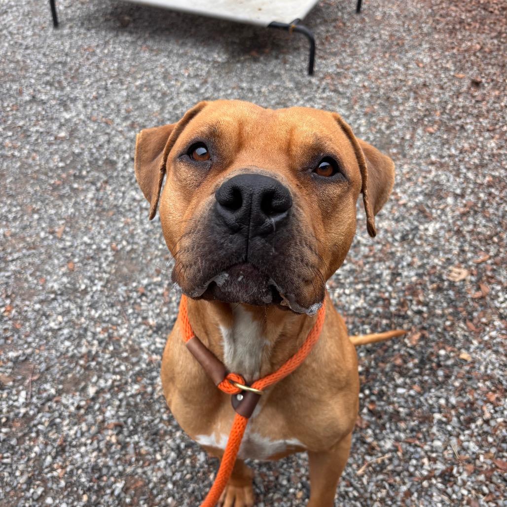 Enlarge Pumpkin roll, a Adoptable mixed breed in York, PA image 4/6