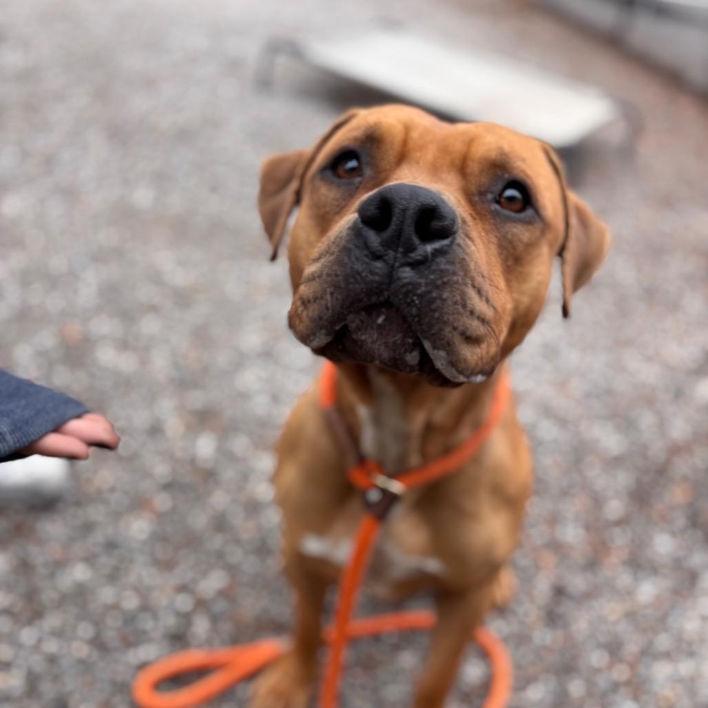 Enlarge Pumpkin roll, a Adoptable mixed breed in York, PA image 5/6