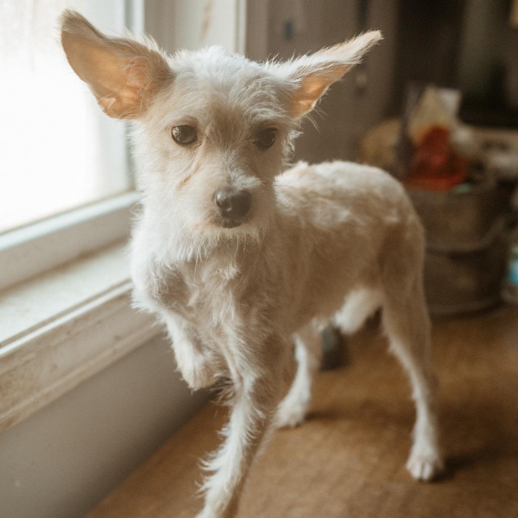 Squeaker, Adoptable, Adult Male Schnauzer.