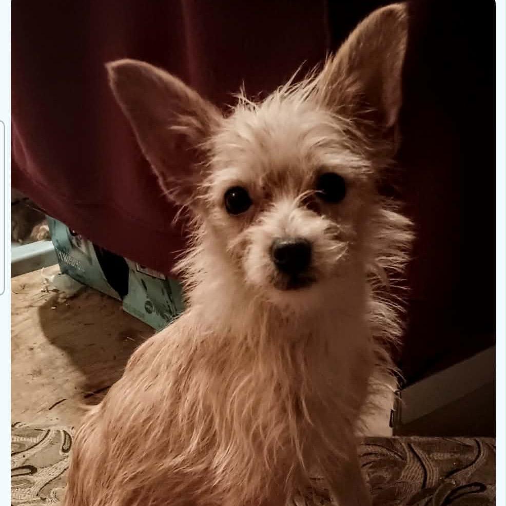 Enlarge Squeaker, a Adoptable Schnauzer in Hohenwald, TN image 2/3