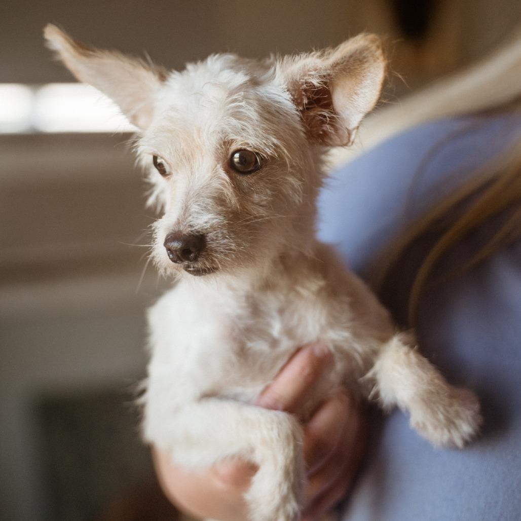 Enlarge Squeaker, a Adoptable Schnauzer in Hohenwald, TN image 3/3