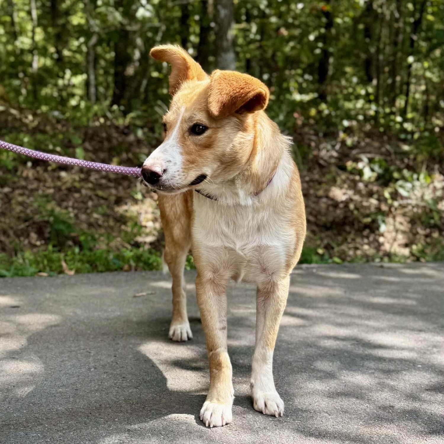 LOU LOU, Adoptable, Young Female Shepherd.
