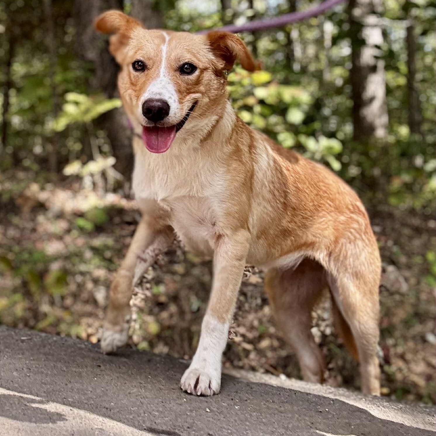 Enlarge LOU LOU, a Adoptable mixed breed in Waverly, TN image 2/4