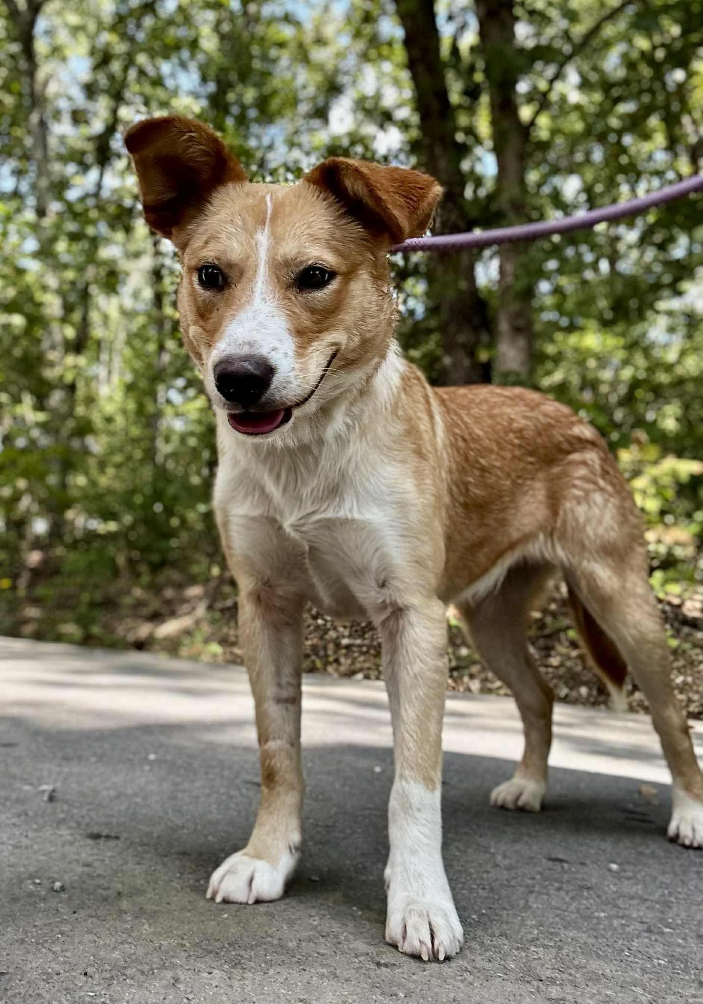 Enlarge LOU LOU, a Adoptable mixed breed in Waverly, TN image 3/4