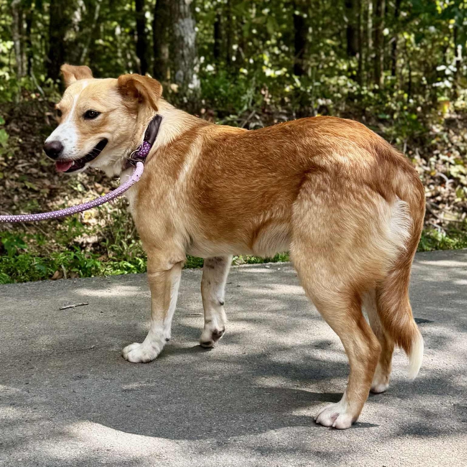 Enlarge LOU LOU, a Adoptable mixed breed in Waverly, TN image 4/4