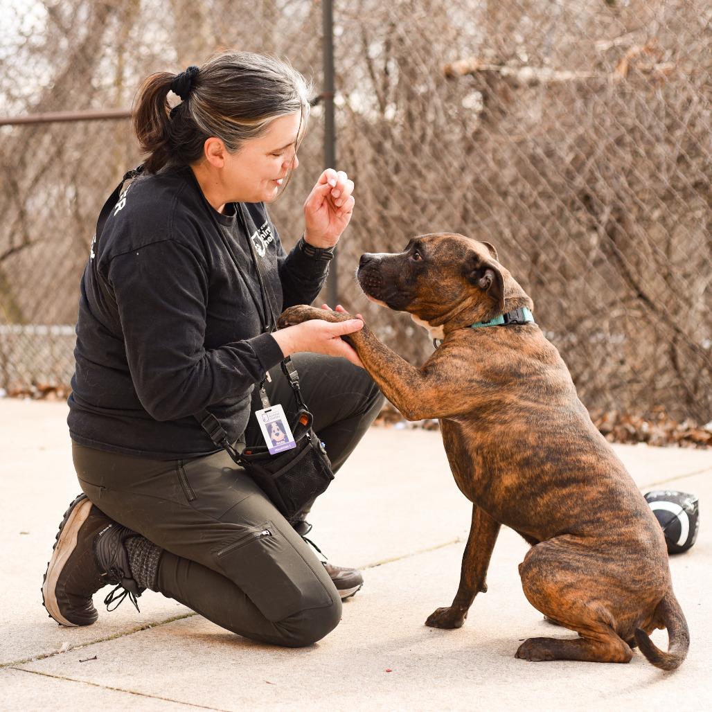 Mongo, Adoptable, Adult Male American Staffordshire Terrier.