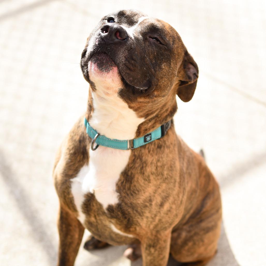 Enlarge Mongo, a Adoptable American Staffordshire Terrier in Grand Rapids, MI image 2/6