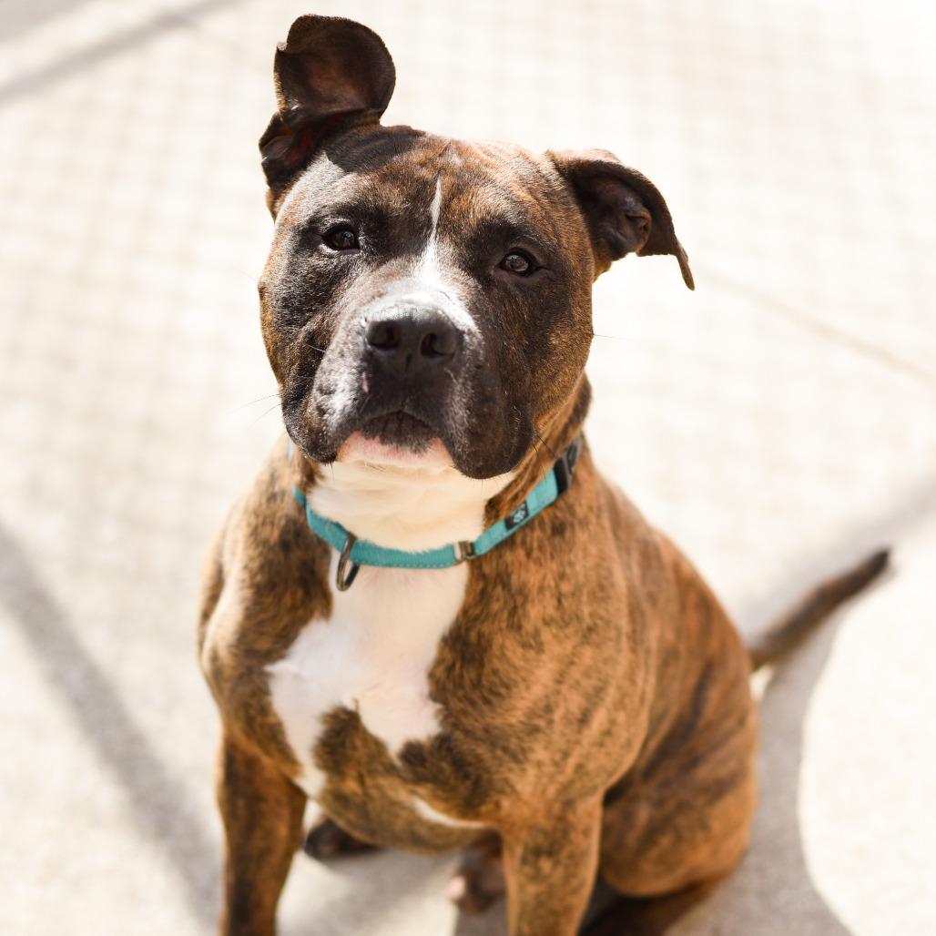 Enlarge Mongo, a Adoptable American Staffordshire Terrier in Grand Rapids, MI image 3/6
