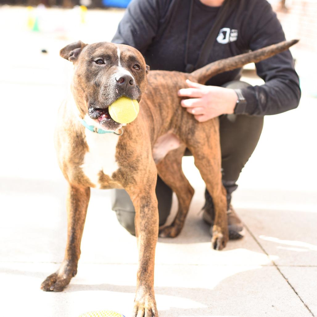Enlarge Mongo, a Adoptable American Staffordshire Terrier in Grand Rapids, MI image 4/6