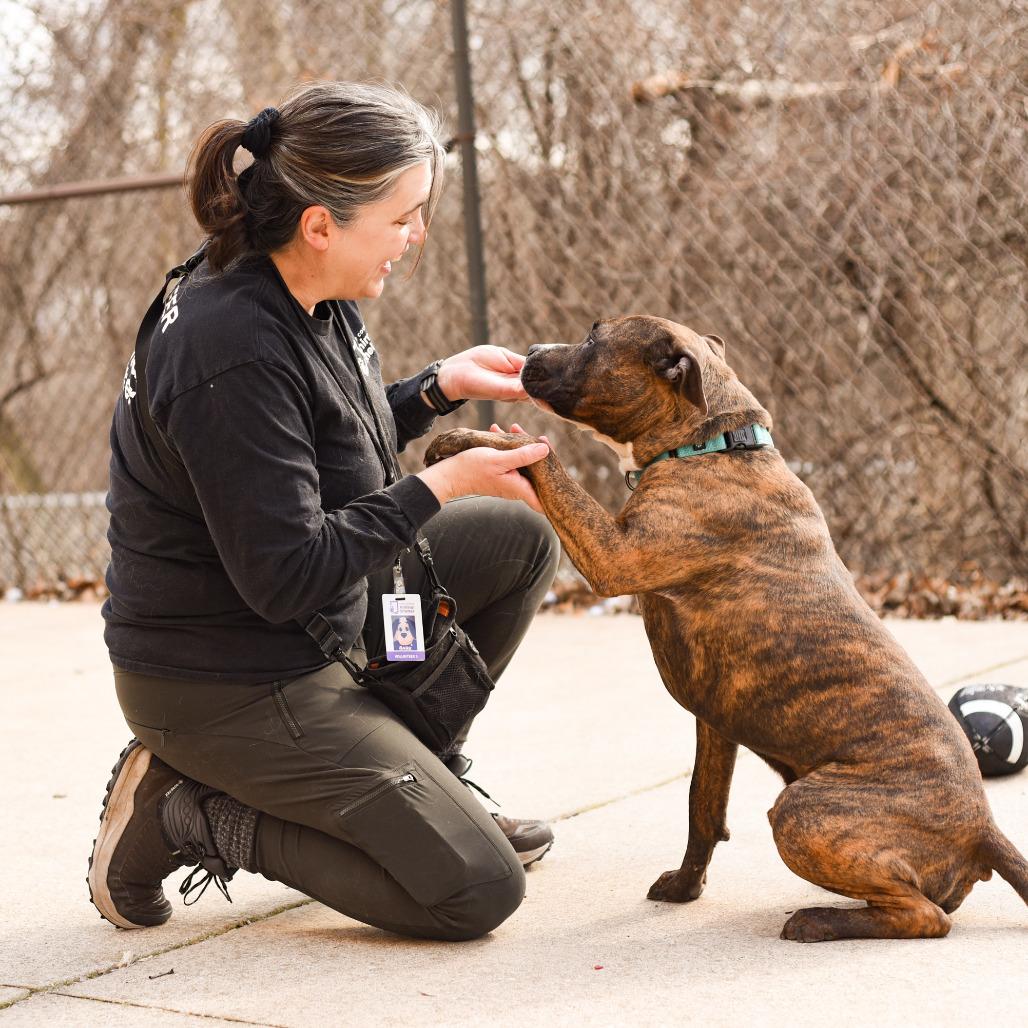 Enlarge Mongo, a Adoptable American Staffordshire Terrier in Grand Rapids, MI image 5/6