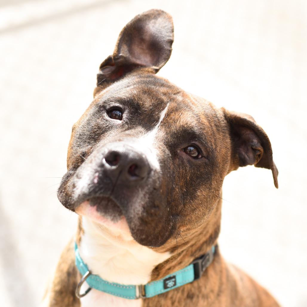 Enlarge Mongo, a Adoptable American Staffordshire Terrier in Grand Rapids, MI image 6/6