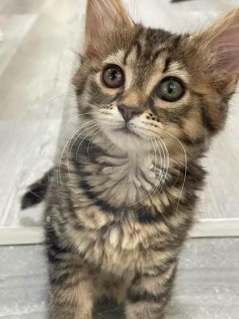 Enlarge Stella, a ADOPTABLE Domestic Medium Hair in Arthurette, NB image 1/1