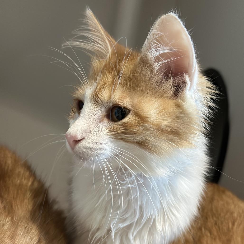 Papaya, Adoptable, Kitten Female Domestic Medium Hair.
