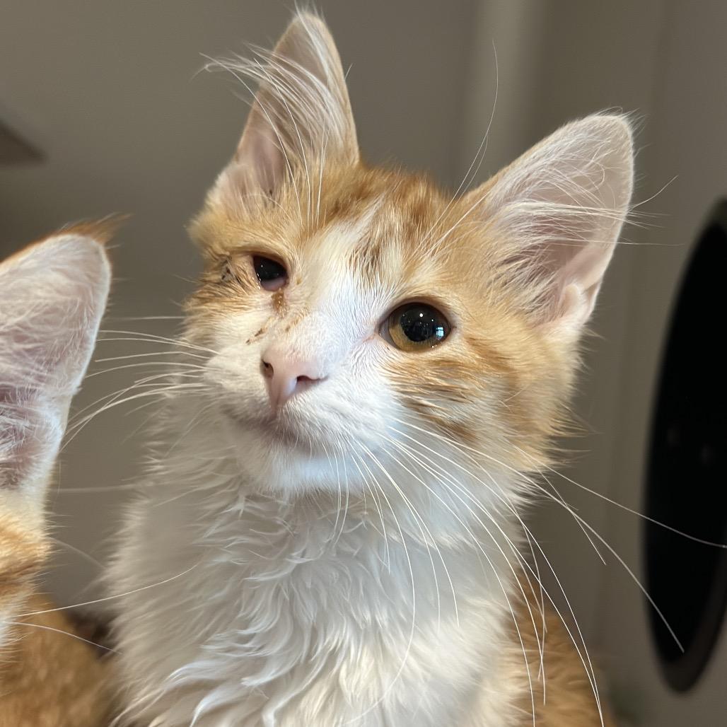 Enlarge Papaya, a Adoptable Domestic Medium Hair in Matteson, IL image 2/2