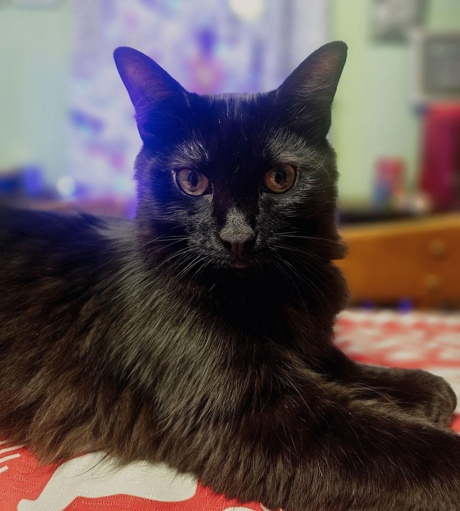 Enlarge Xavier, a Adoptable Domestic Long Hair in Greenville, IL image 1/2