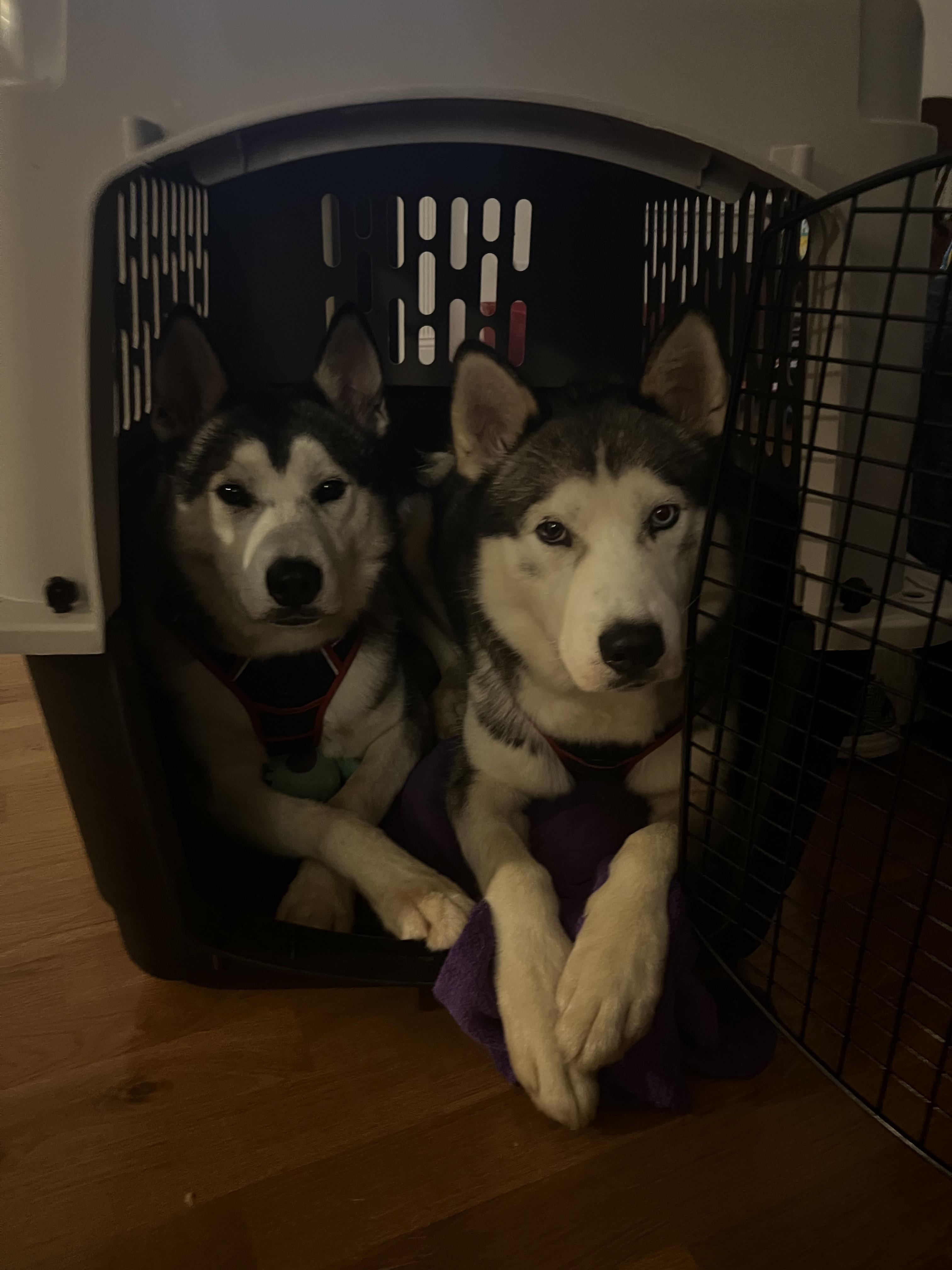 Jason, Adoptable, Adult Male Siberian Husky.