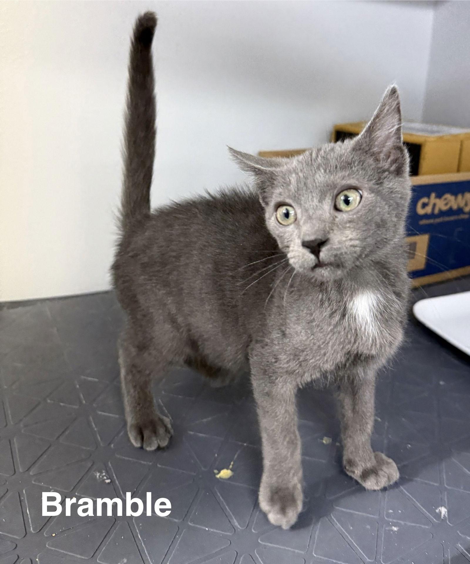 Enlarge Bramble 9.27.25, a Adoptable Domestic Short Hair in Apopka, FL image 1/3