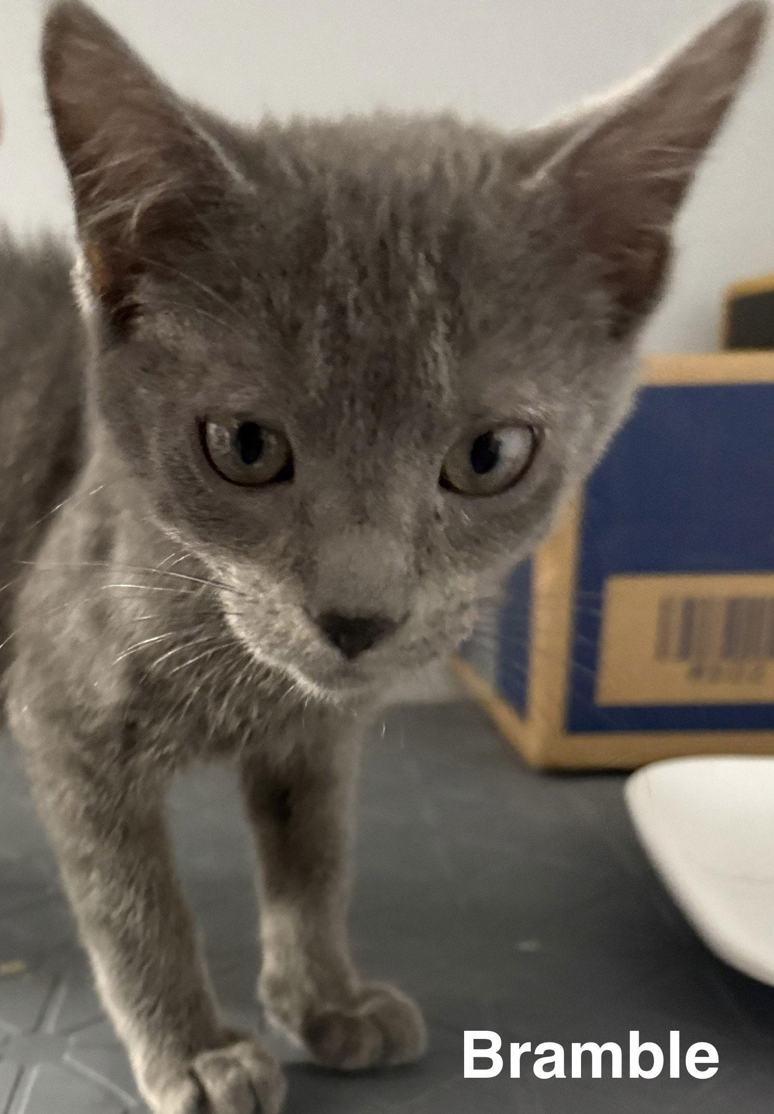 Enlarge Bramble 9.27.25, a Adoptable Domestic Short Hair in Apopka, FL image 2/3