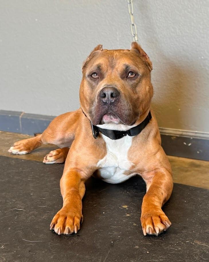 Bronx, Adoptable, Adult Male Pit Bull Terrier & Mixed Breed.