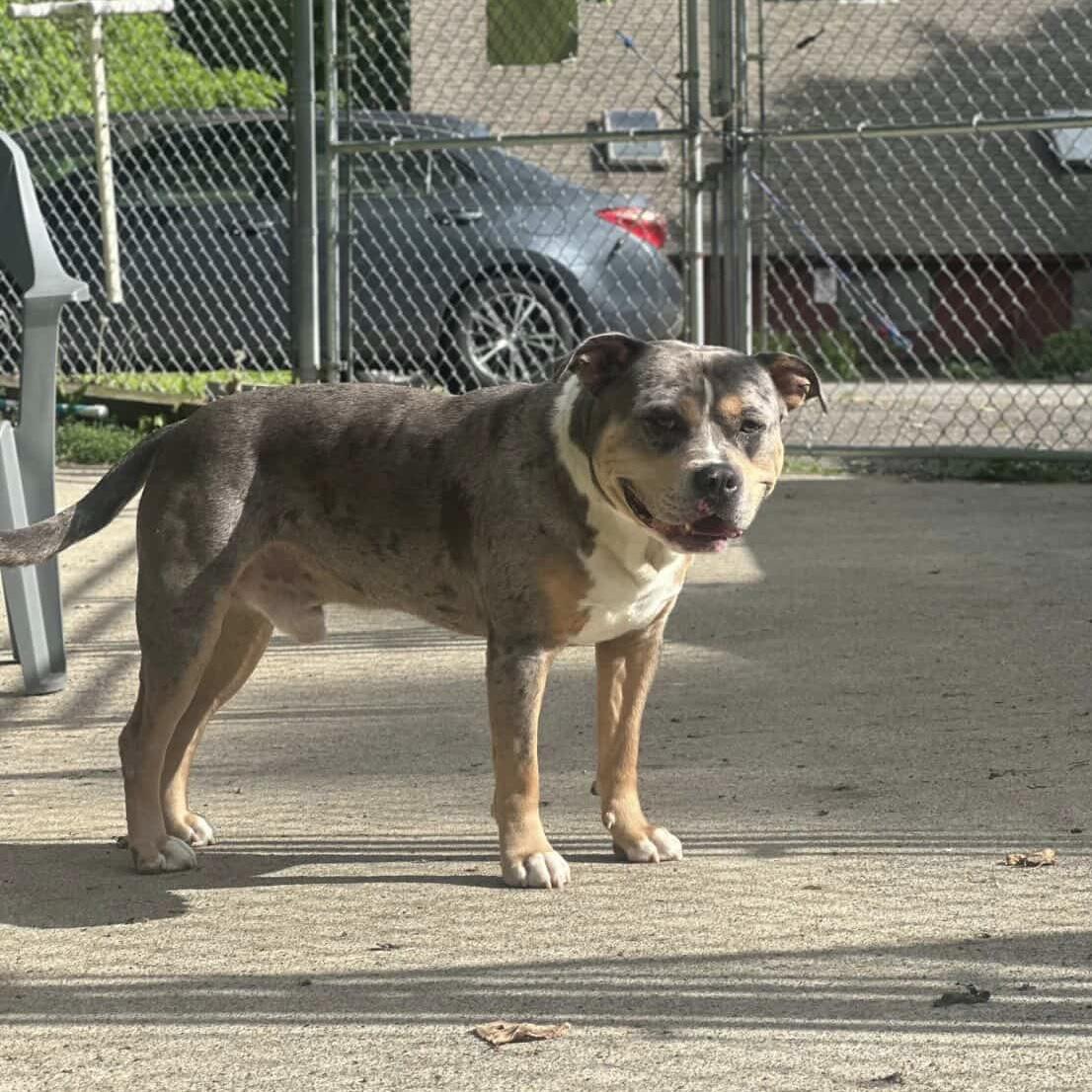 Enlarge Buddy, a ADOPTABLE mixed breed in Beacon, NY image 6/6