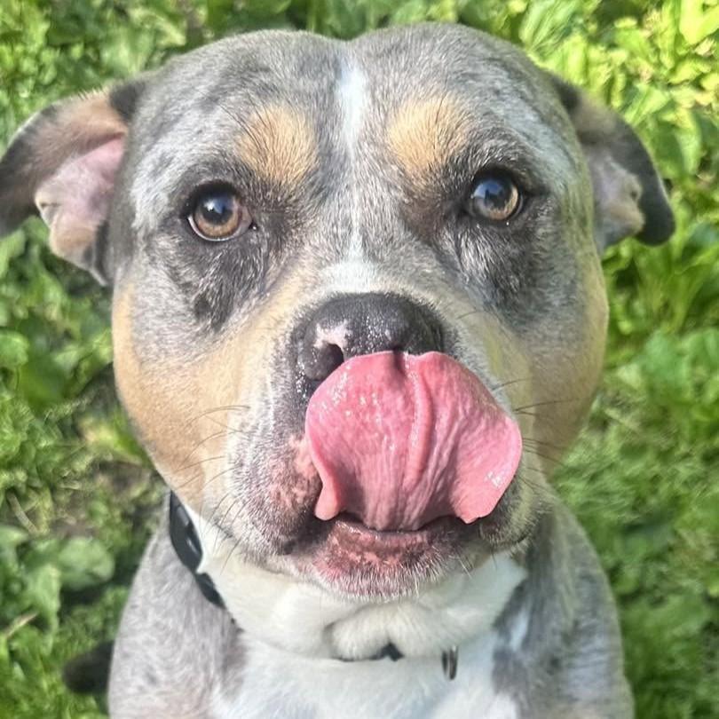 Enlarge Buddy, a ADOPTABLE mixed breed in Beacon, NY image 2/6