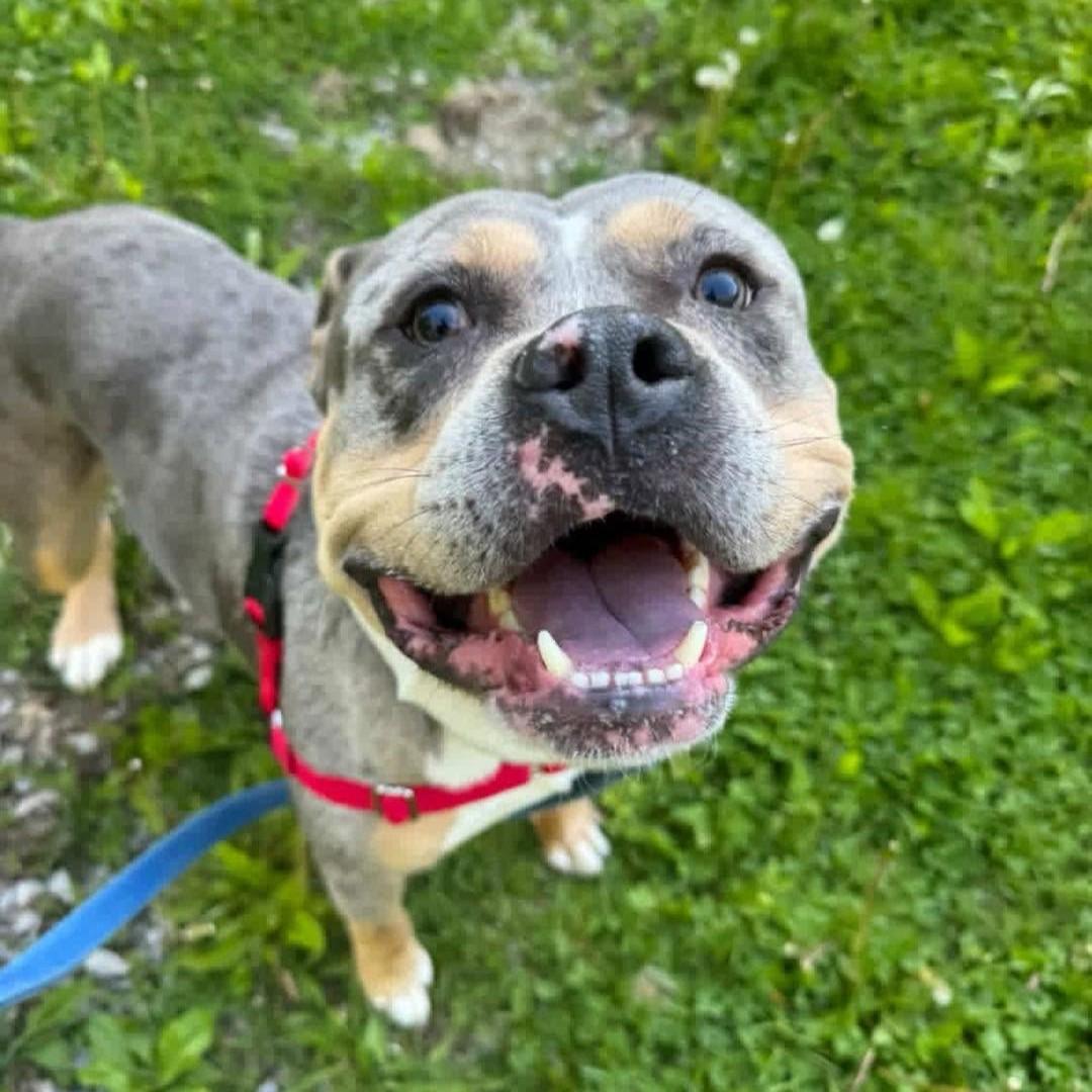 Buddy, ADOPTABLE, Young Male Pit Bull Terrier & Mixed Breed.