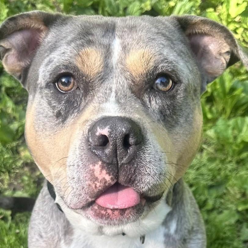 Enlarge Buddy, a ADOPTABLE mixed breed in Beacon, NY image 3/6