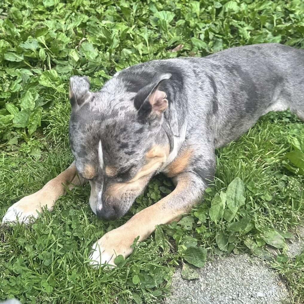 Enlarge Buddy, a ADOPTABLE mixed breed in Beacon, NY image 5/6