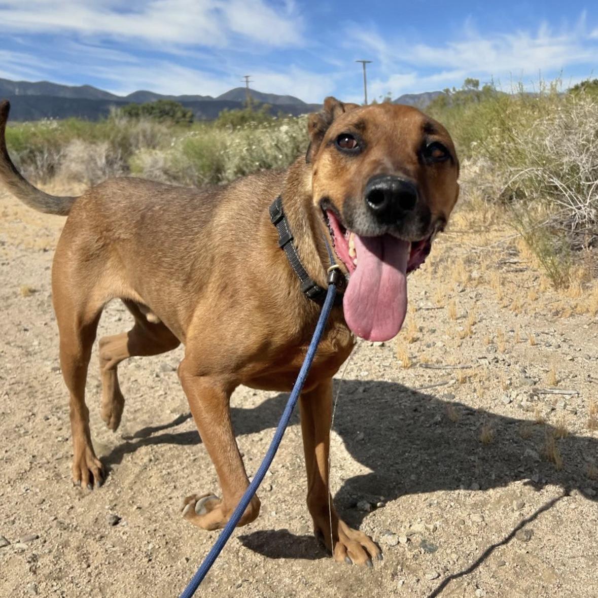 Copper, Adopted, Adult Male German Shepherd Dog & Rhodesian Ridgeback.