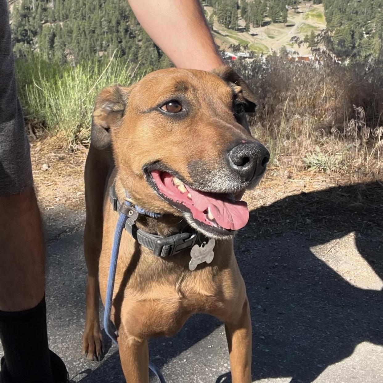 Copper, a Adopted mixed breed in Long Beach, CA image 4/6