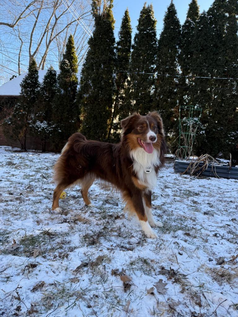 Theo, Adoptable, Young Male Australian Shepherd.