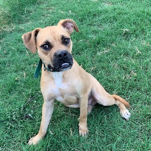 Vanilla, a Adoptable mixed breed in Davenport , IA image 4/6