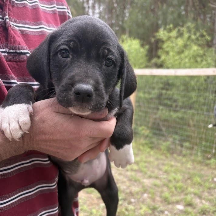 Foo Fighters, Adoptable, Puppy Male Labrador Retriever.