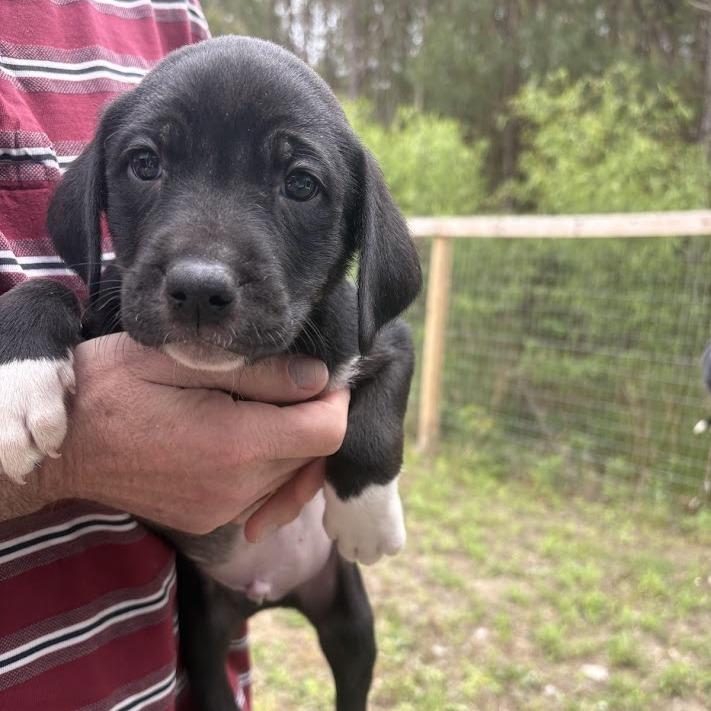 Enlarge Foo Fighters, a Adoptable mixed breed in North Charleston, SC image 2/3