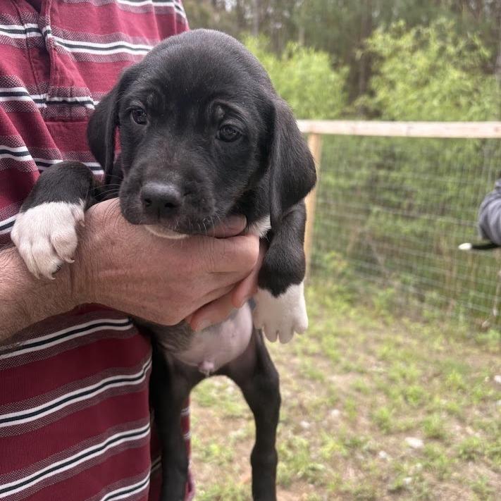 Enlarge Foo Fighters, a Adoptable mixed breed in North Charleston, SC image 3/3