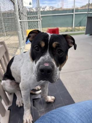 Enlarge Vaquita, a ADOPTABLE Pit Bull Terrier in Steamboat Springs, CO image 3/3