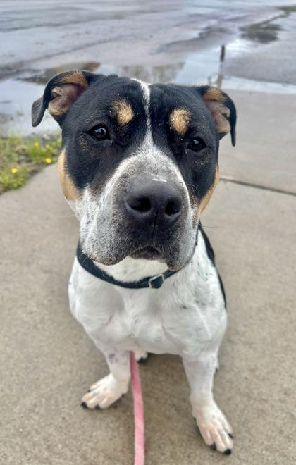 Enlarge Vaquita, a ADOPTABLE Pit Bull Terrier in Steamboat Springs, CO image 1/3