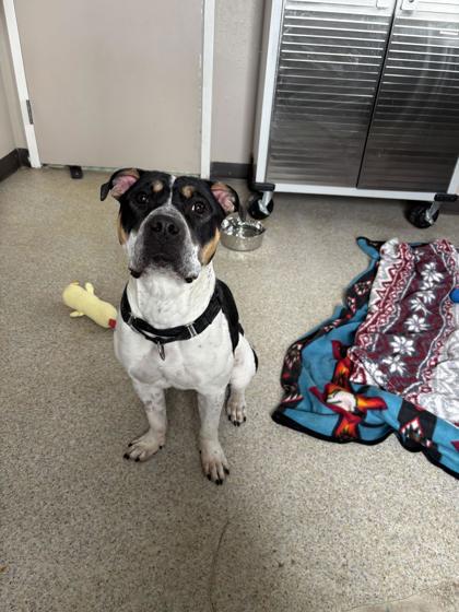 Enlarge Vaquita, a ADOPTABLE Pit Bull Terrier in Steamboat Springs, CO image 2/3