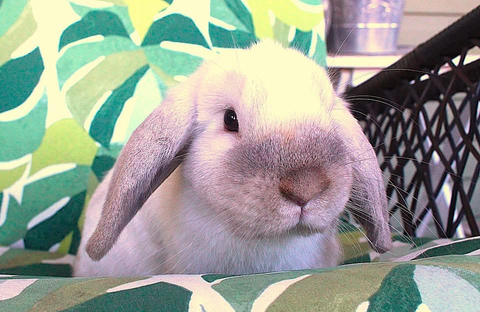 Enlarge Annie, a Adoptable Holland Lop in Hillside, NJ image 4/4