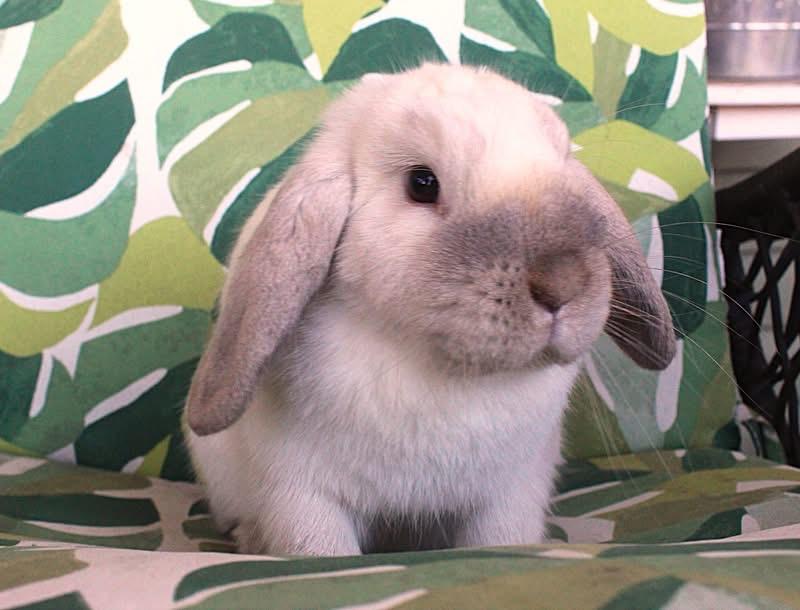Enlarge Annie, a Adoptable Holland Lop in Hillside, NJ image 2/4