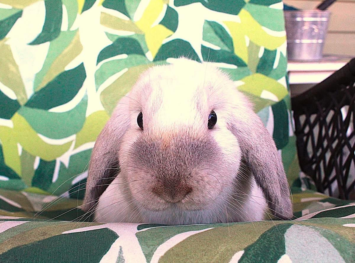 Enlarge Annie, a Adoptable Holland Lop in Hillside, NJ image 3/4