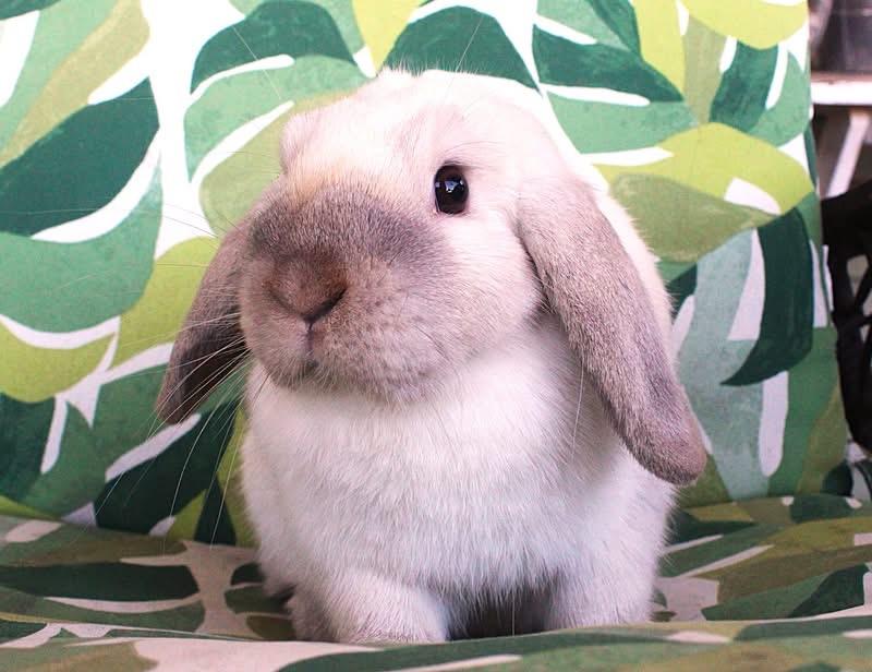 Enlarge Annie, a Adoptable Holland Lop in Hillside, NJ image 1/4