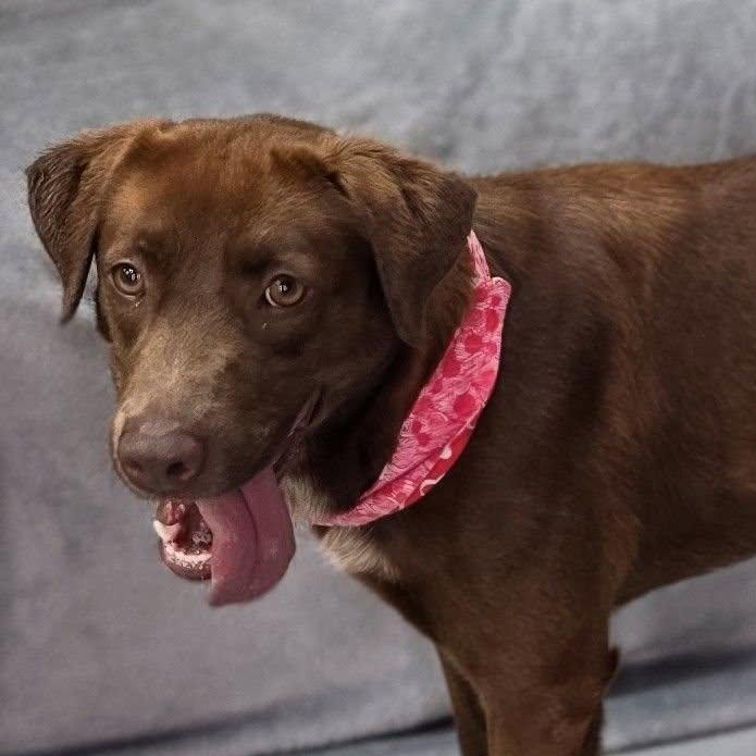 Pawla, ADOPTABLE, Young Female Chocolate Labrador Retriever.