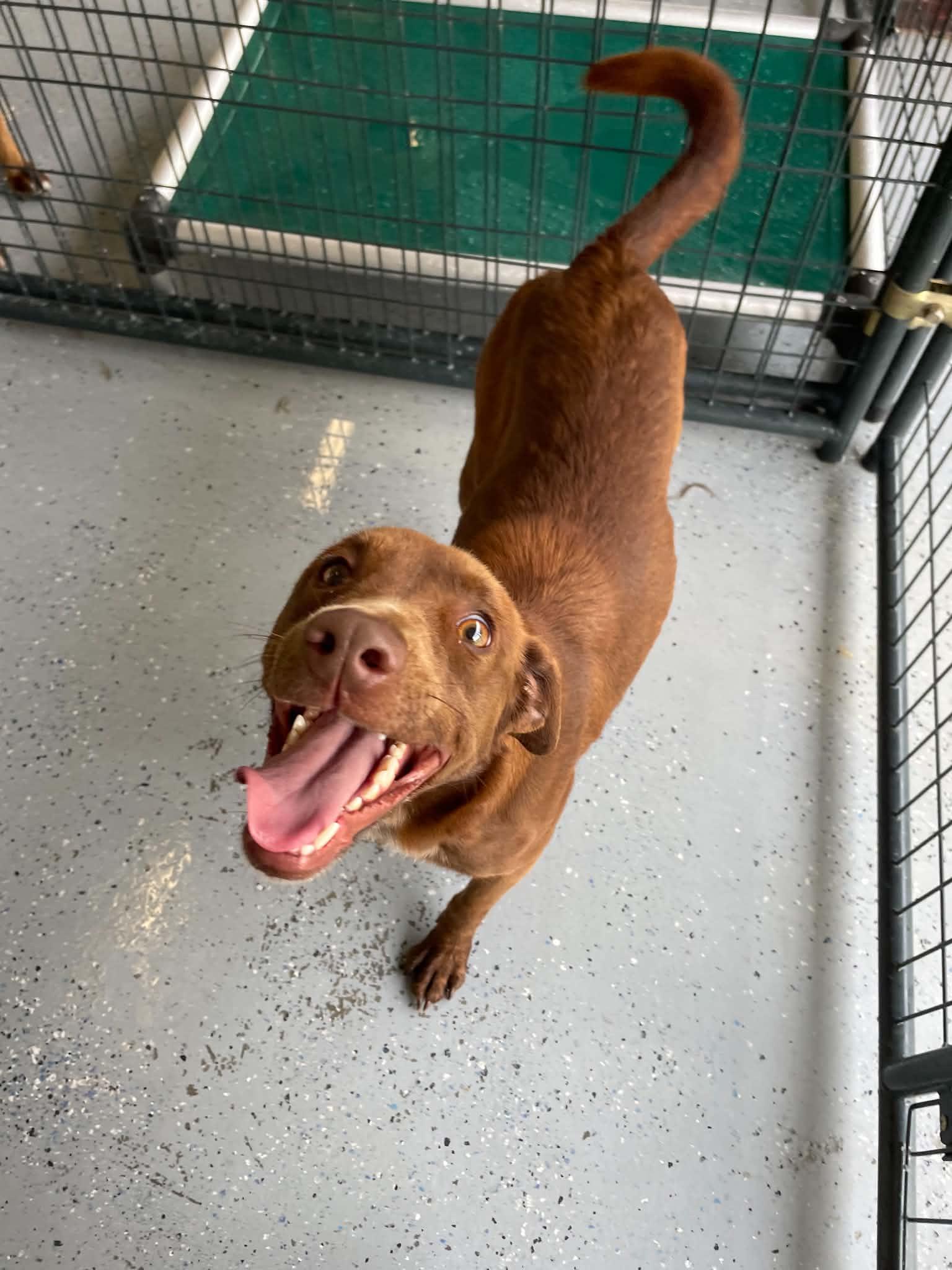 Pawla, ADOPTABLE, Young Female Chocolate Labrador Retriever.